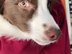 -瑞派福兴宠物医院犬猫全科·骨科·中西医结合(河东店)