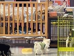 -柴犬小屋·柴餐厅·狗咖食堂(金鼎广场店)