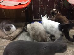 -猫咪博物馆(顶澳仔猫街店)