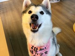 -Husky Go! 哈士奇体验馆·宠物咖啡厅狗咖