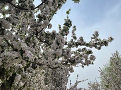 -海棠花溪(元大都城垣遗址公园)