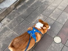 -瑞派天宁宠物医院·猫科·异宠中心