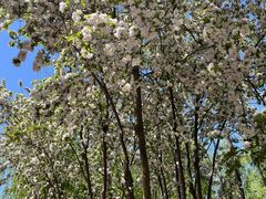 -大兴滨河森林公园