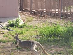 -新疆天山野生动物园