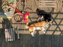 -喜柴咖啡·柴犬狗咖