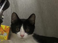 -佳雯宠物医院·皮肤科·内外科(春晓路分院)