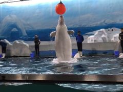 白鲸-秦皇岛乐岛海洋王国