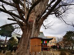 -医王山·飞騨国分寺
