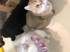 -猫在这儿猫咪咖啡馆·撸猫馆