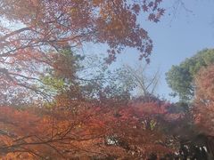 -秋霞圃