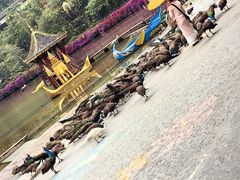 -西双版纳原始森林公园