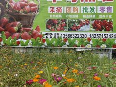 -长洲岛都市农业公园