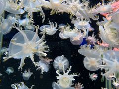 -太平洋海底世界