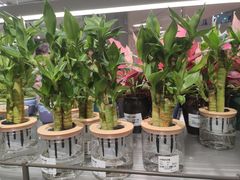 -鹿岛生活(熙地港店)