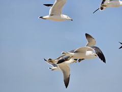 -那香海钻石沙滩浴场