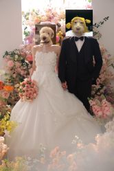 -青禾蒙娜丽莎婚纱摄影(武汉总店)