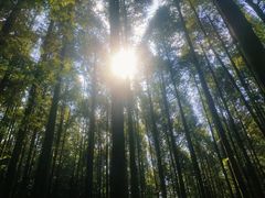 -山王坪喀斯特国家生态公园