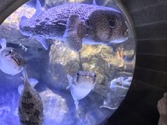 -成都浩海立方海洋公园