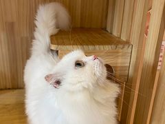 -Pets First伊珊娜洗护·精致美容·家庭式寄养(新会路店)