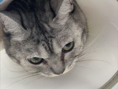 -东日国际动物医院·CT·心脏专科(桃源分院)