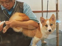 -艾贝尔宠物医院·24H转诊中心·肿瘤猫专科(江宁双龙店)