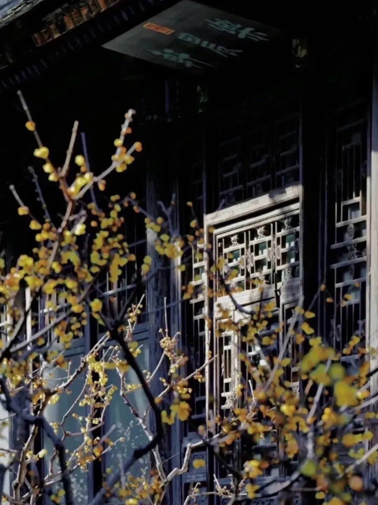 初春必打卡‼️颐和园乐农轩赏腊梅一日游攻略