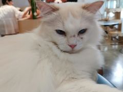 -瞄一喵猫咖(格力海岸店)