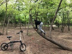 -塘沽森林公园