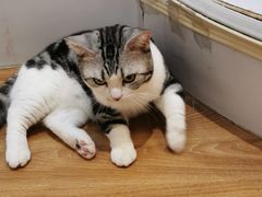 -COLOR PETS 撸猫馆·购猫·猫咖(长风大悦城店)