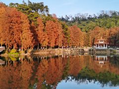 -深圳仙湖植物园