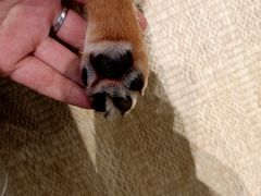 -逗柴咖啡屋·狗咖猫咖宠物桌游