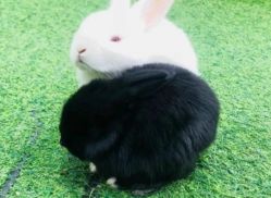 -萌宠亲子动物乐园(槐房万达店)