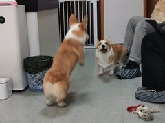 -汪说·狗咖(旺城大厦店)