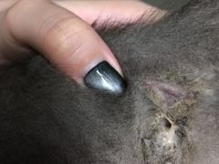 -瑞鹏宠物医院·骨科·猫科·内科(第一中心)