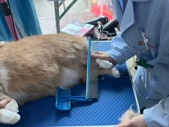 -福懋动物医院·犬猫全科·外科·重症科(杏林分院)