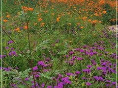 -紫颐香薰山谷景区