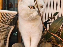 -喵屿·大理花园猫咖