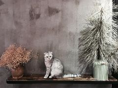 -MIKAKU(万达广场上海宝山店)