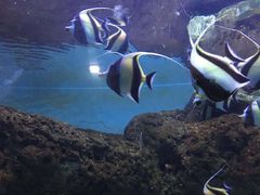 -迪拜水族馆及水下动物园