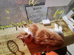 -平行世界·猫咖(首经贸店)