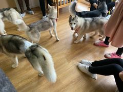 -Husky Go! 哈士奇体验馆·宠物咖啡厅狗咖