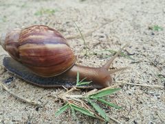 -东郊椰林