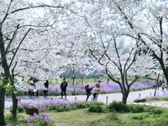 -苏州上方山国家森林公园