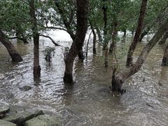 -宝安西湾红树林湿地公园