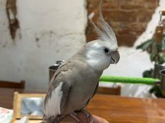 -深圳鸟咖鹦花岛