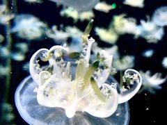 -太平洋海底世界