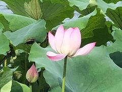 -湖畔居茶楼(湖滨店)