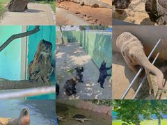 -西霞口神雕山野生动物世界