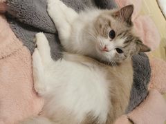 -momokira米努特·德文卷毛猫·棉花面纱犬