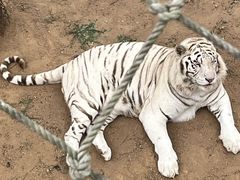 -西霞口神雕山野生动物世界